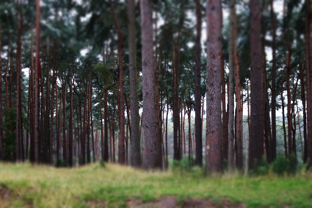 forest trees